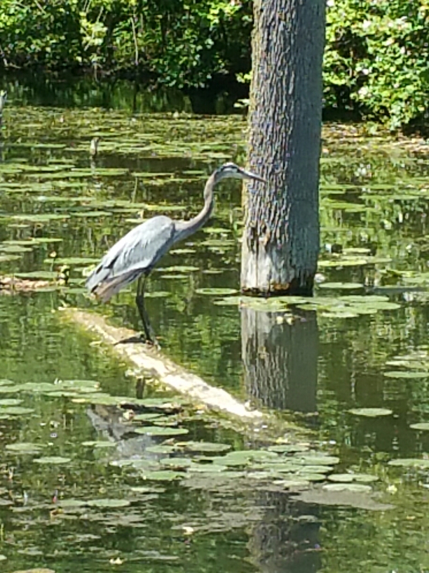 20170529_120902.jpg image